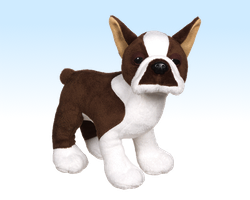 Brown Boston Terrier