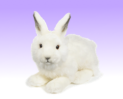 Arctic Hare