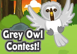 Grey Owl Contest