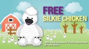 Silkie-Chicken_featured