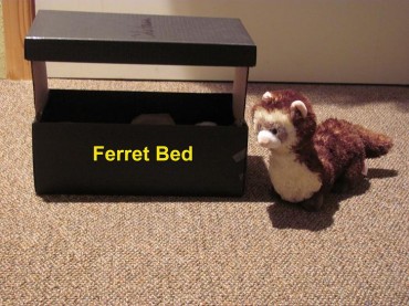 ferret webkinz