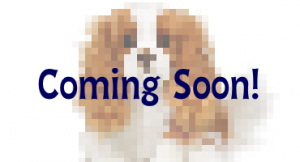 kingcharles-feature kingcharles-feature