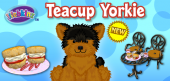 Teacup Yorkie