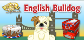 signature english bulldog