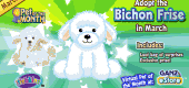 Bichon_Frise_MP1 Bichon_Frise_MP1