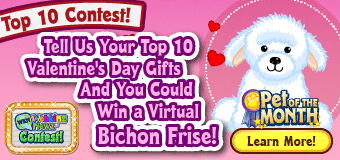 Bichon_Frise_POTM_Contest.F1