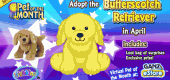 ButterscotchRetriever_MP1 ButterscotchRetriever_MP1