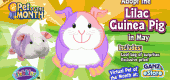 Lilac_Guinea_Pig_MP1