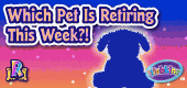 Retiring_Portuguese_Water_Dog.F1