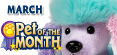 POTM Poofy Poodle Featured Image