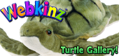 Turtles - Featured Image
