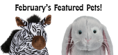 February Featured Pets Feature