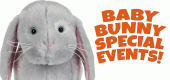 Baby-Bunny-Events-FEATURE