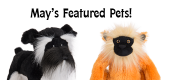 May Featured Pets Feature copy