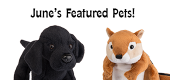 June Featured Pets Feature