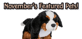 November Featured Pets Feature