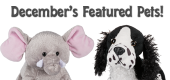 december pets - feature