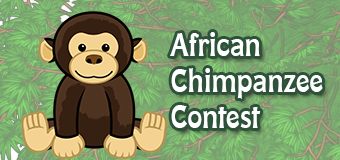 african chimpanzee contest