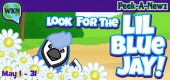 lil_blue_jay_Peekanewz_feature lil_blue_jay_Peekanewz_feature