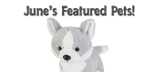 June Featured Pets Feature