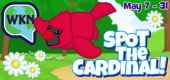 lil_birds_cardinal_Feature lil_birds_cardinal_Feature
