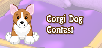 corgi dog contest