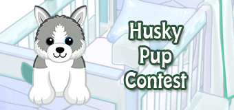 husky pup contest