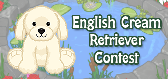 english cream retriever contest