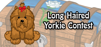 long haired yorkie contest