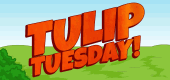 `TulipTuesday-Feature