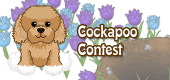cockapoo-contest