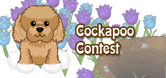 cockapoo-contest cockapoo-contest