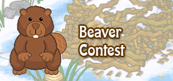 beaver-contest