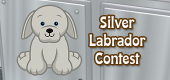 silver labrador contest