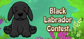 black labrador contest