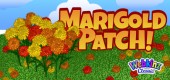 marigold_patch_feature