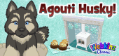agouti_husky_feature