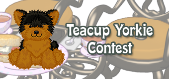 teacupyorkie-contest