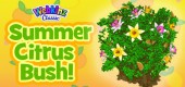 summer_citrus_bush_feature