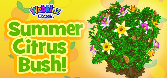 The Summer Citrus Bush is a Perfect Companion!