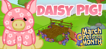 Adopt a Daisy Pig in March!