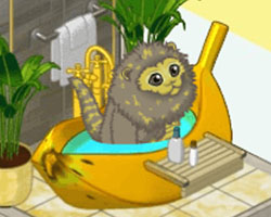 Marmoset