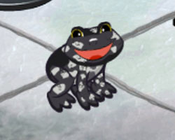 Starry Night Frog