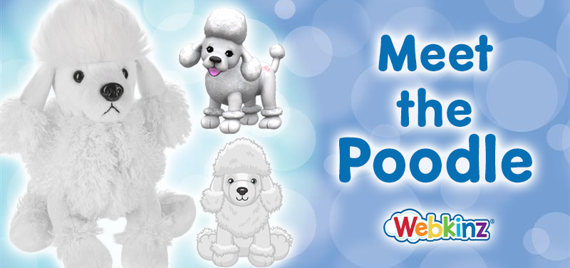 Meet the Pet_Poodle_Feature
