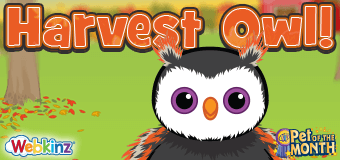 Adopt a Harvest Owl in November!