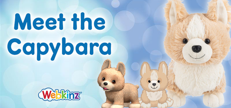 Meet the Corgi_Feature