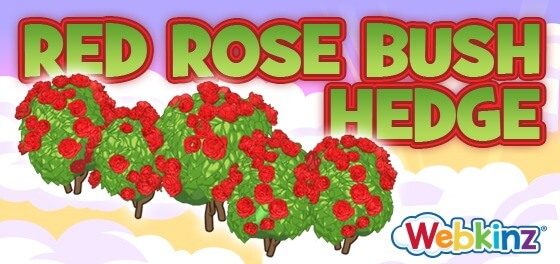 red_rose_bush_hedge_FEATURE