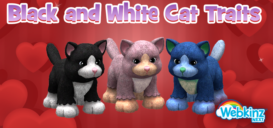 Black-and-White-Cat-Feature