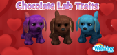 Chocolate-Lab-Feature