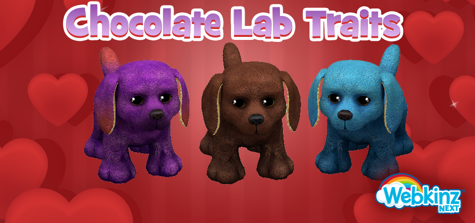 Chocolate-Lab-Feature